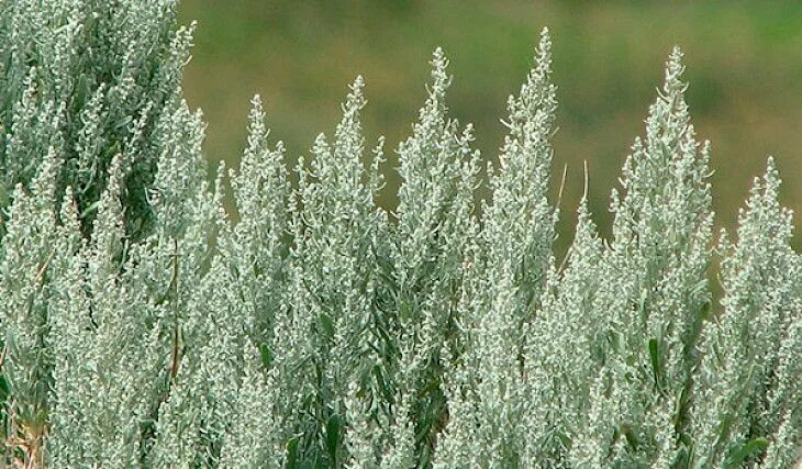 Полынь трава фото крупным Turkmen scientists propose using wormwood extract in manufacture of medicines