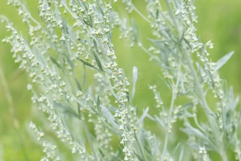 Полынь трава фото крупным Wormwood Artemisia Absinthium - Perennial Herb of Silvery Color, with a Strong A