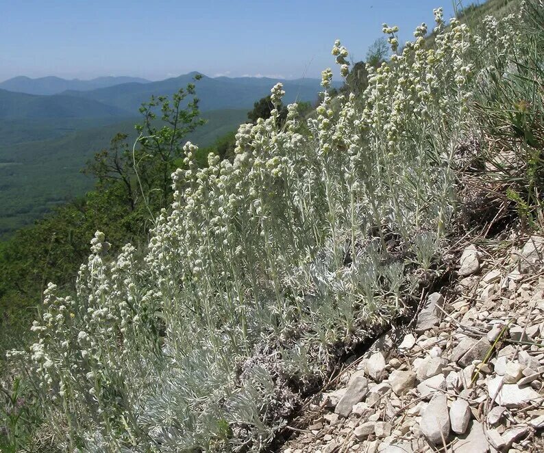 Полынь в крыму фото Wormwood Artemísia absínthium from Altai Mountains Super Etsy