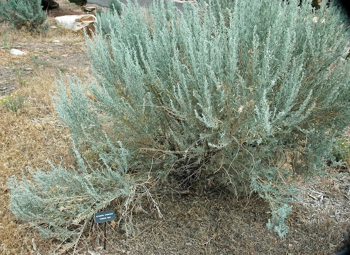 Полынь в крыму фото File:Artemisia tridentata (common sagebrush) (23690224209).jpg - Wikimedia Commo