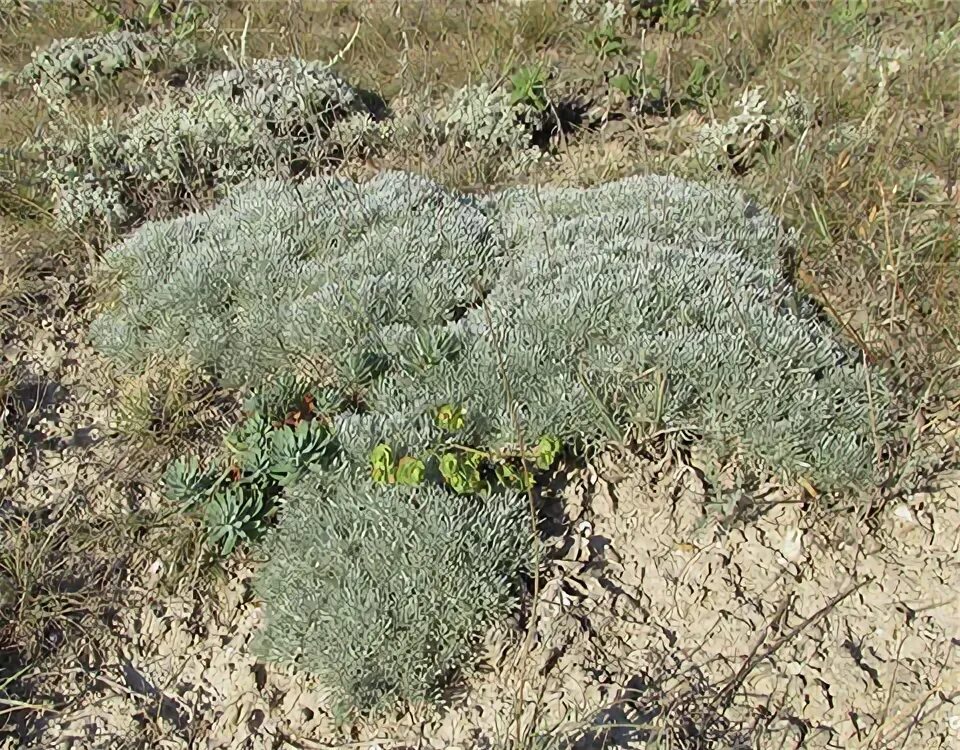 Полынь в крыму фото Семена полынь кавказская купить, узнать описание, посмотреть фото цветов