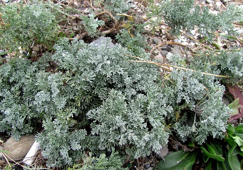 Полынь в крыму фото Artemisia taurica - Image of an specimen - Plantarium