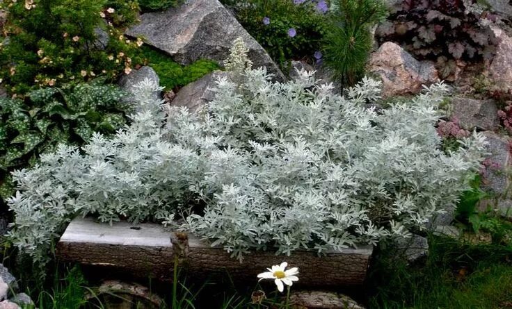 Полынь в ландшафтном дизайне Полынь Стеллера - Artemisia stellerana Bess. Экосад, Сад на склоне, Сад