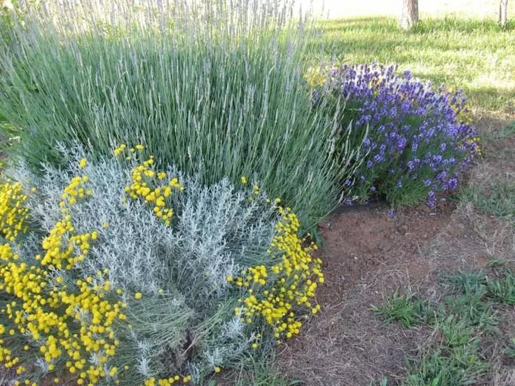 Полынь в ландшафтном дизайне Épinglé sur Garden