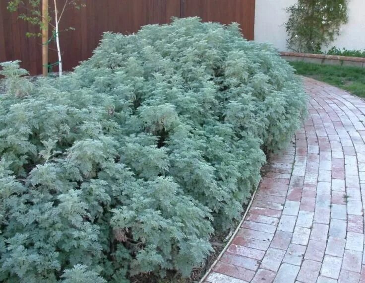 Полынь в ландшафтном дизайне Artemisia 'Powis Castle' - Boething Treeland Farms in 2024 Garden types, Plantin