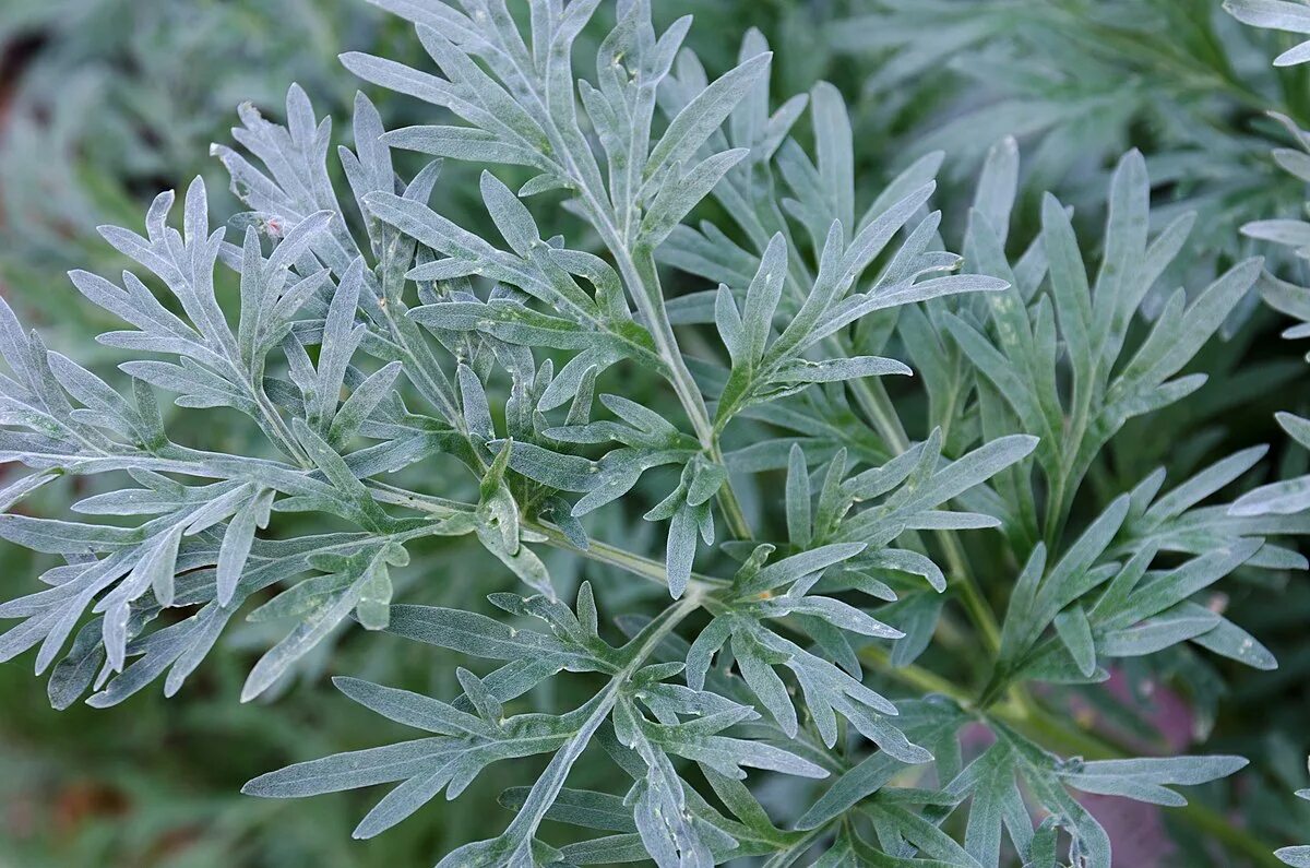 Полынь виды фото File:Artemisia absinthium L. (absintalsem).jpg - Wikimedia Commons