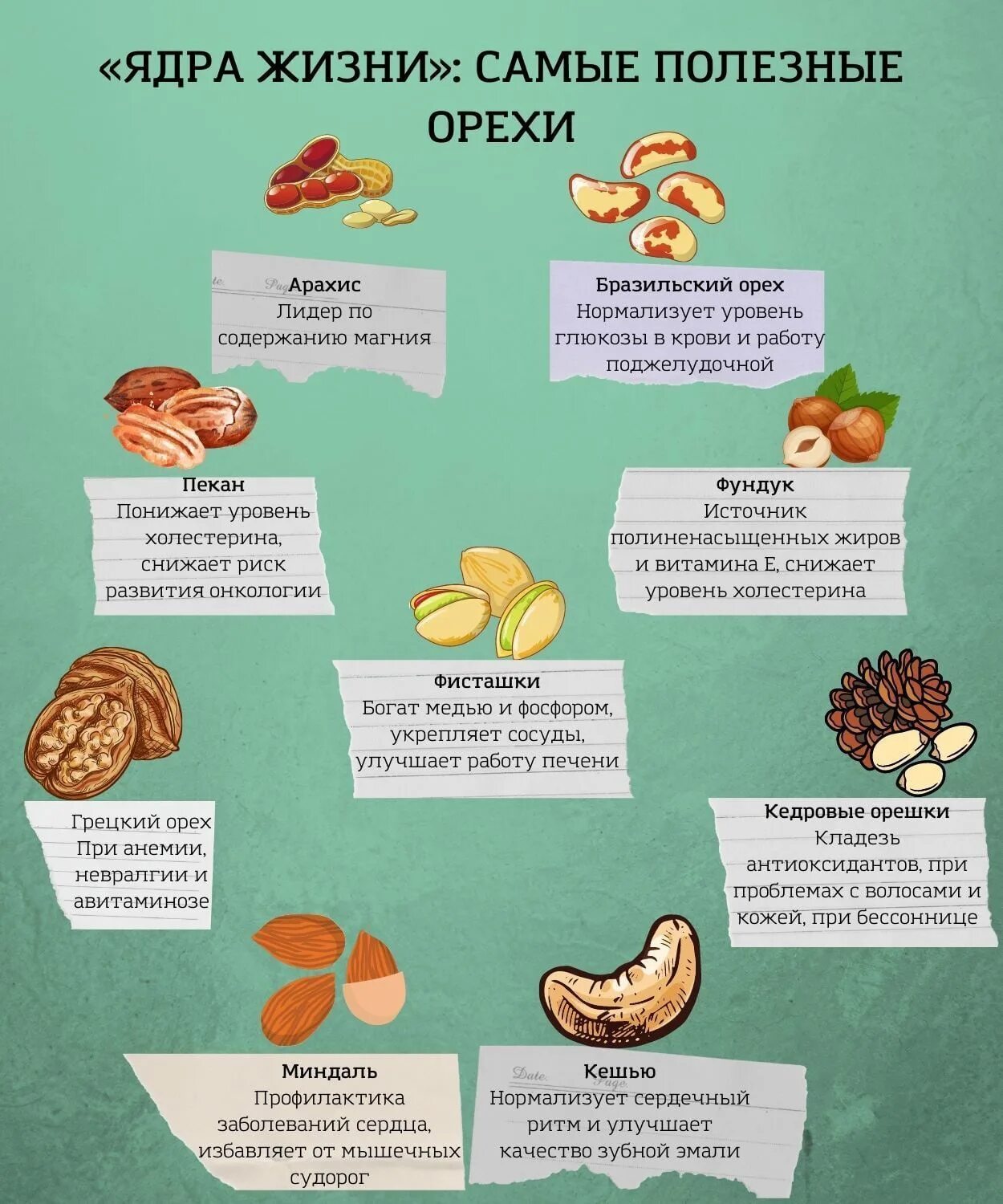 Польза орехов фото Картинки ОРЕШКИ ПОЛЬЗА ДЛЯ ОРГАНИЗМА