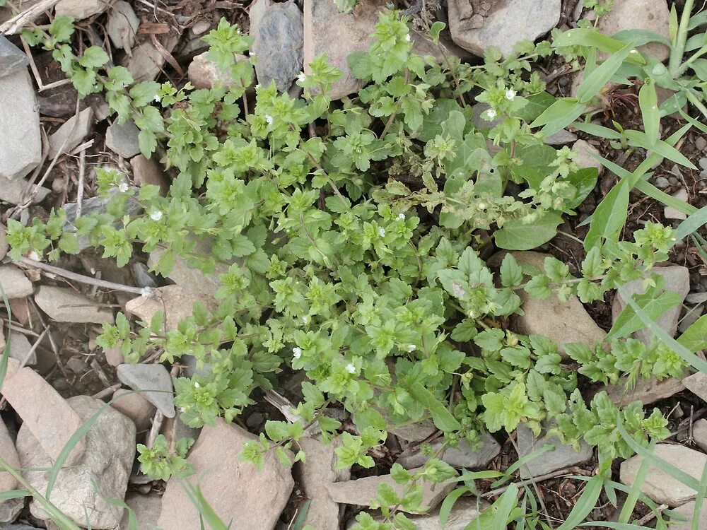 Ползучая трава сорняк фото Veronica agrestis (green field speedwell)