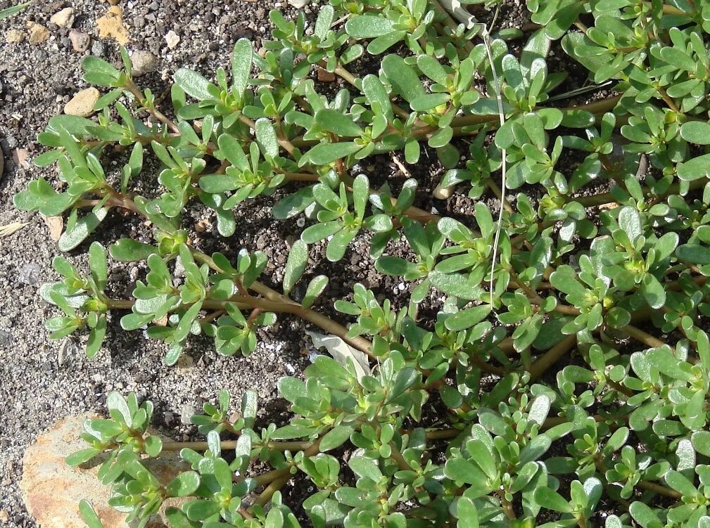 Ползучая трава сорняк фото Portulaca oleracea - Image of an specimen - Plantarium