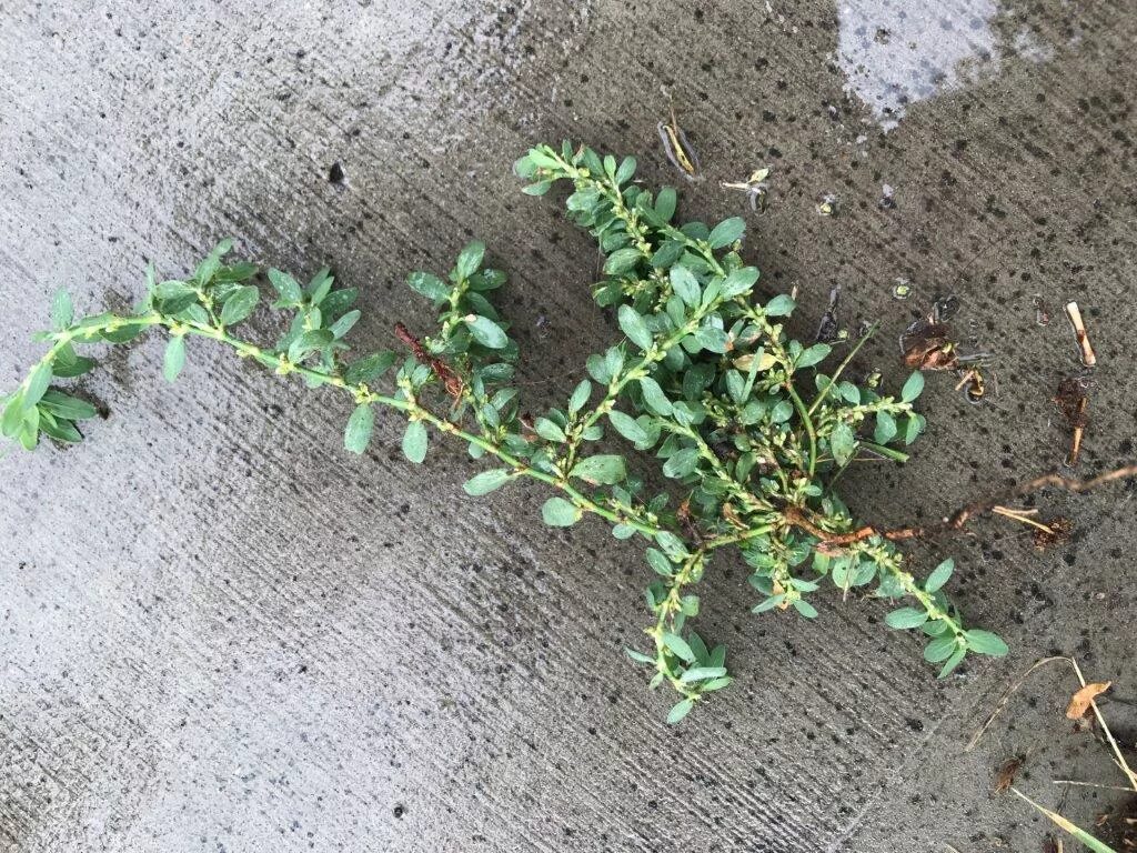 Ползучая трава сорняк на огороде фото identification - what is this coarse spreading weed from my lawn - Gardening & L