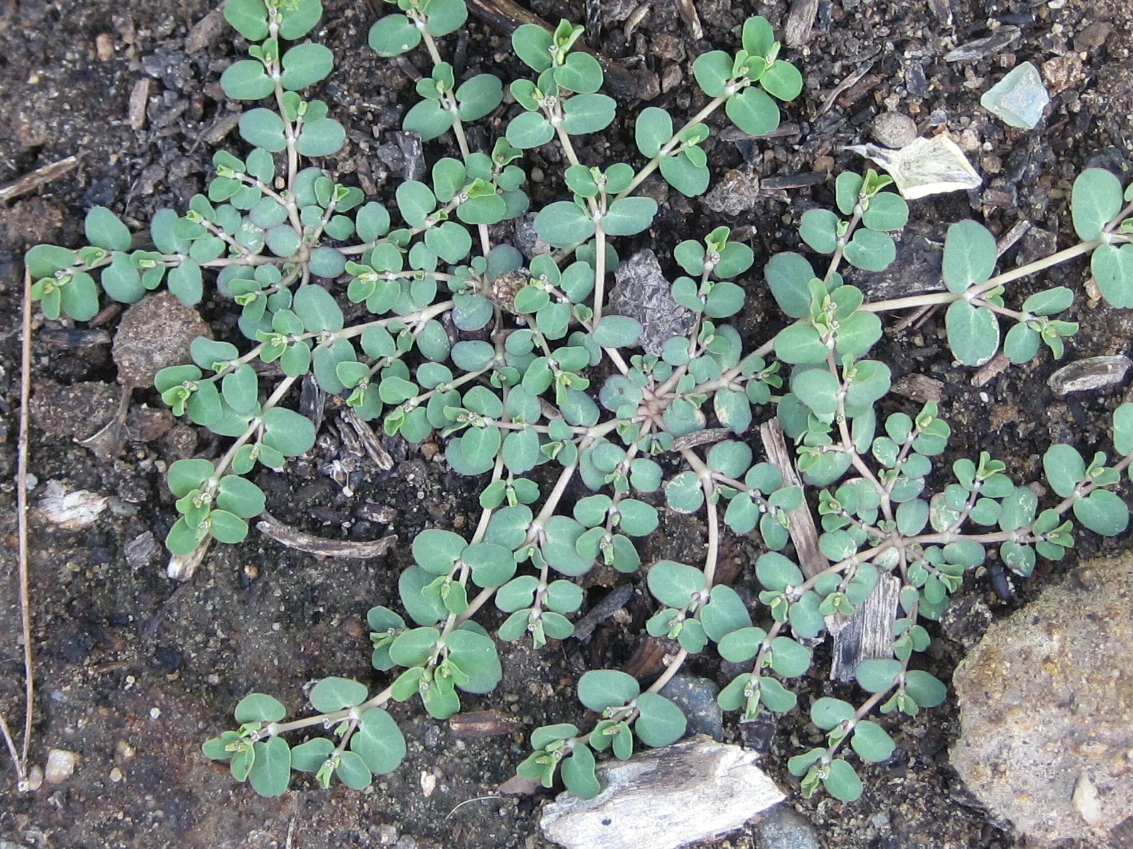 Ползучая трава сорняк на огороде фото creeping spurge - Anne of Green Gardens