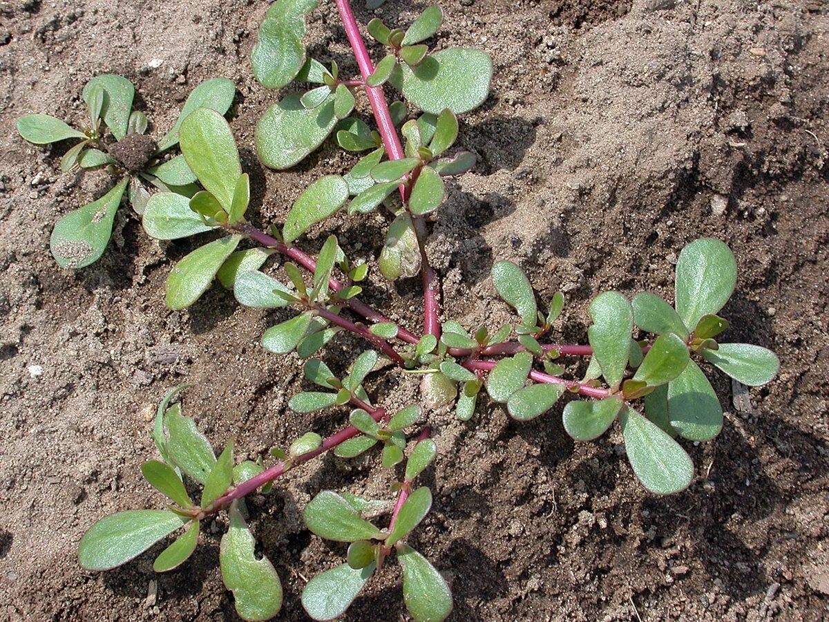 Ползучая трава сорняк на огороде фото Verdolaga WorldCrops