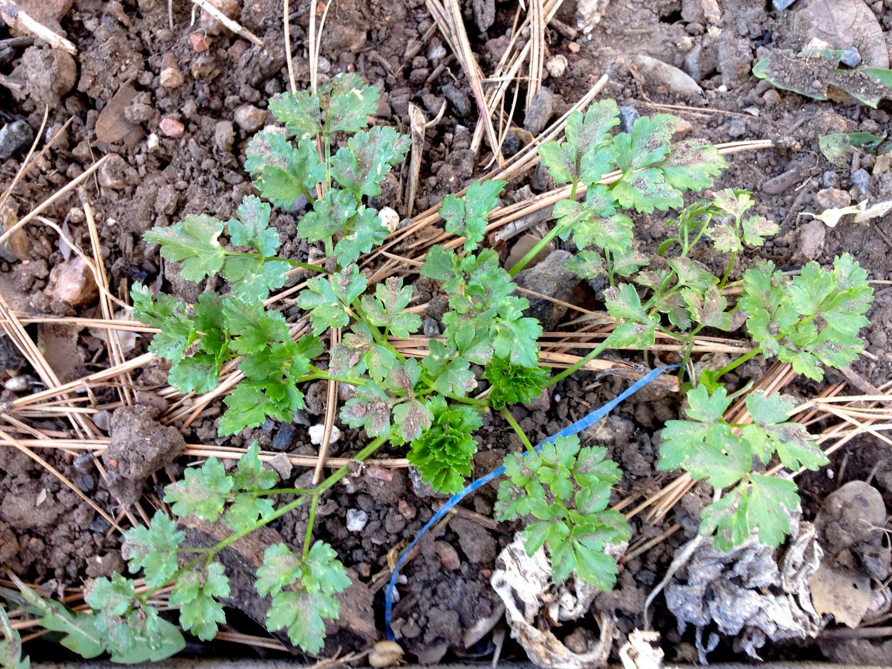 Ползучая трава сорняк на огороде фото Free Images : leaf, flower, herb, produce, soil, flora, wildflower, weed, cool i