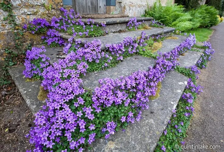 Ползучие растения для сада многолетники фото Purple flowers on steps...Campanula "Birch's Hybrid" (I think) Outdoor plants, S