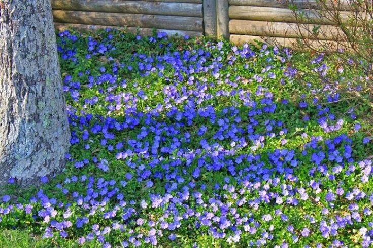 Ползучие растения для сада многолетники фото Bodendecker Vinca Minor im Garten pflanzen und pflegen Ground cover plants, Peri