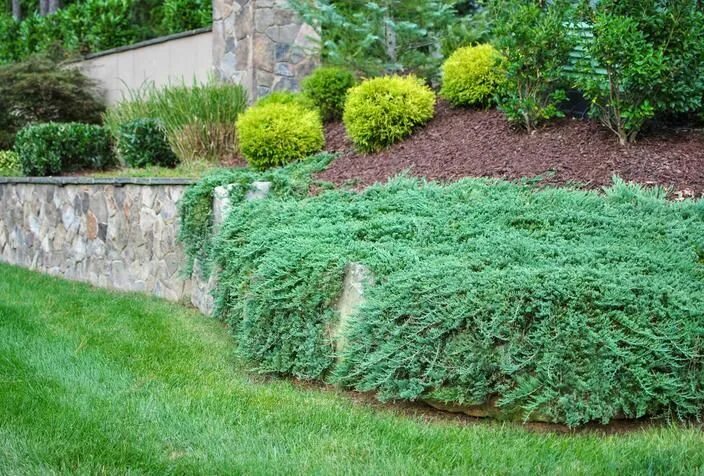 Ползучий можжевельник в ландшафтном дизайне фото Junipers - PlantingTree.com Backyard landscaping, Landscape design, Backyard lan