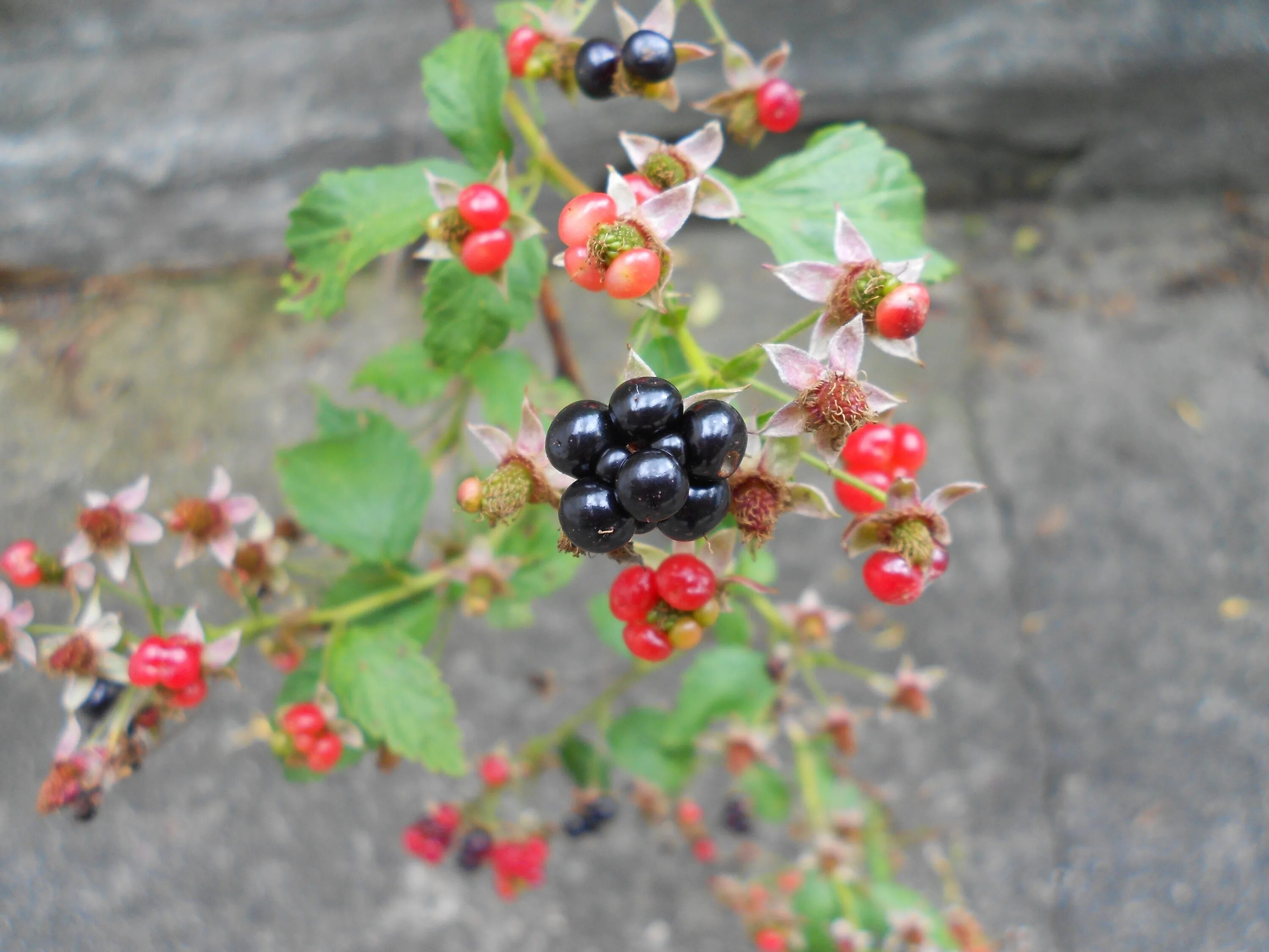 Ползуника это ягода фото Close-up of a plant with black and red berries free image download