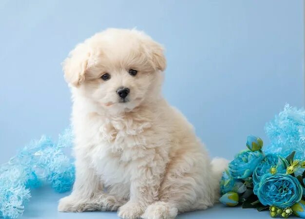 Помапу собака фото Premium Photo A small poodle puppy is lying on a blue background with its head t