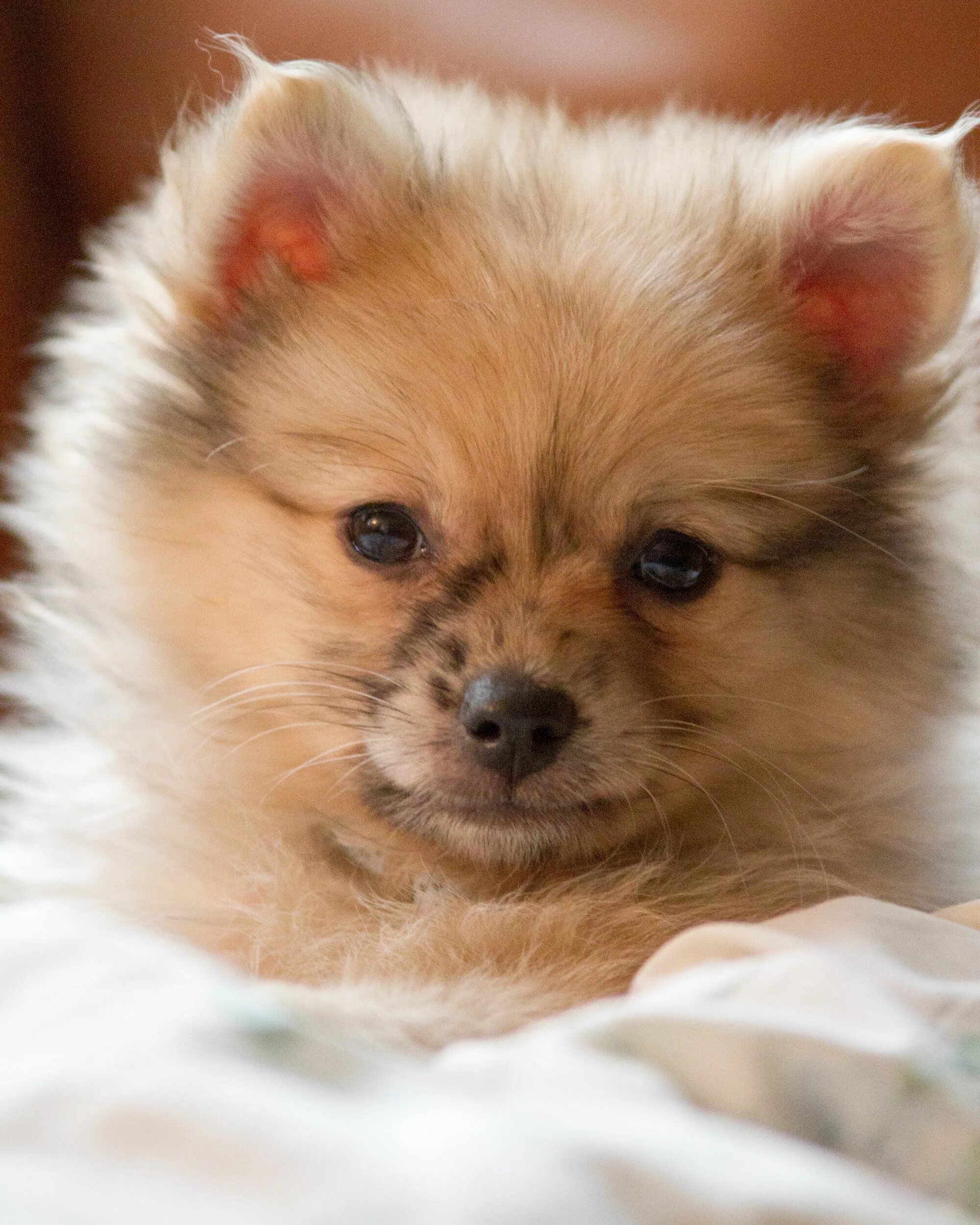 Pomchi: A cute, loyal, and friendly mixed breed Pomeranian chihuahua mix, Pomera