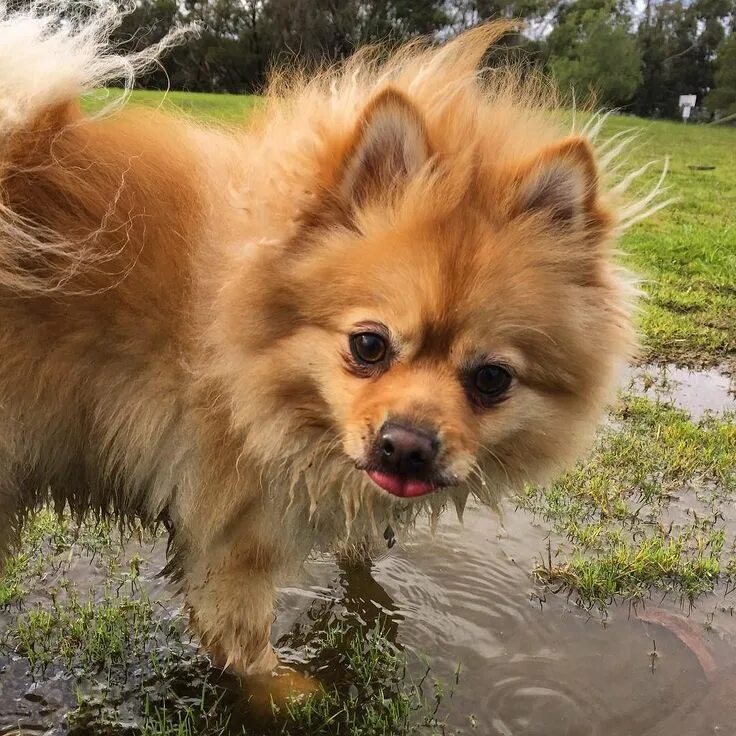 Помчи собака фото цена Duke the Pomchi Enjoying the Outdoors