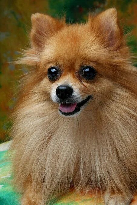 Помчи собака фото цена Pomeranian Dog Breed Information, Pictures, Characteristics & Facts - DogTime Po