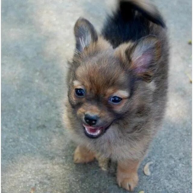 Помчи собака фото цена щенка April, a Pom/Chi puppy available for adoption at Animal Rescue of Fresno. Too. F