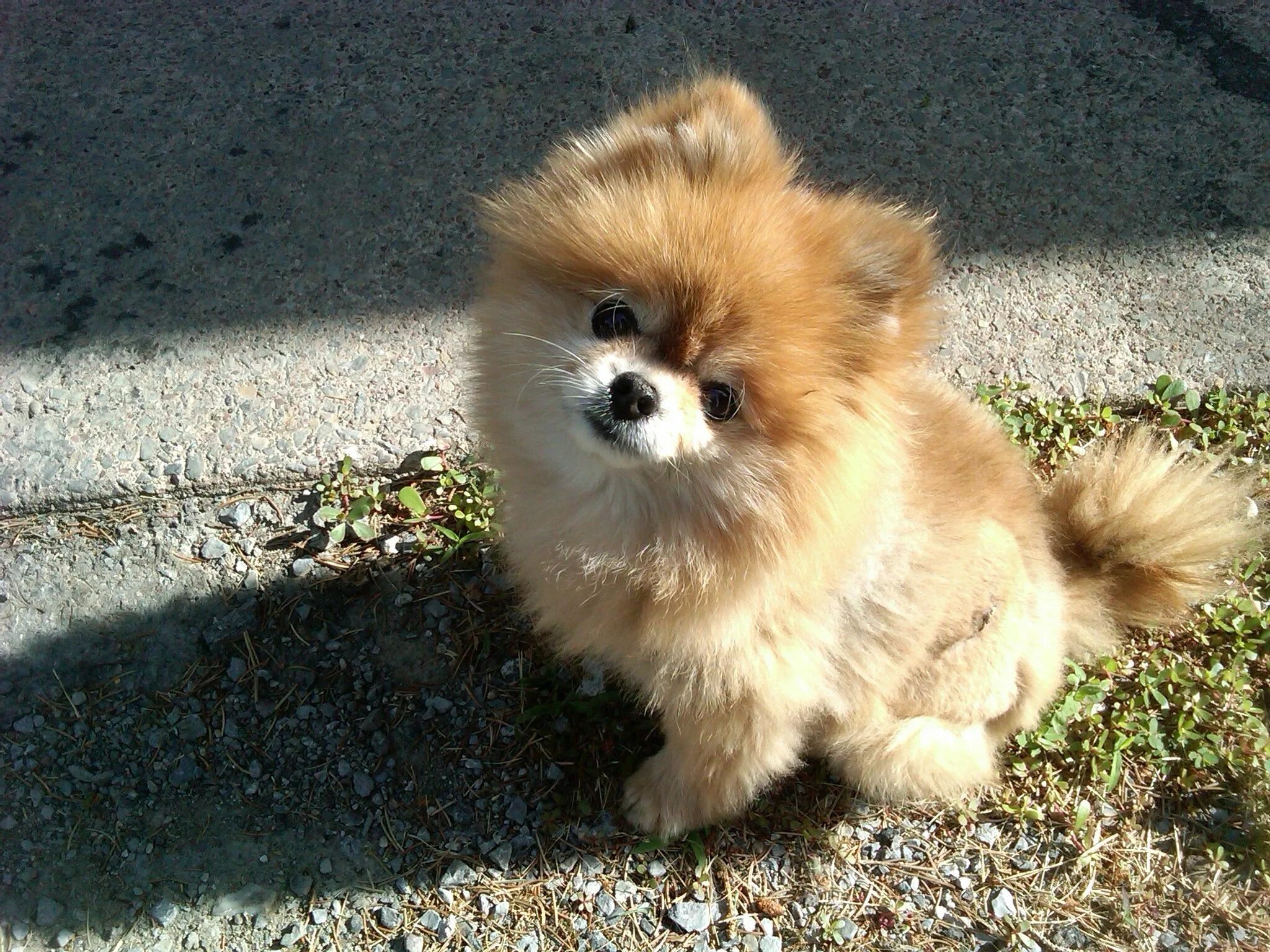 Помчи собака фото цена щенка Sitting pretty Puppy dog eyes, Pomchi puppies, Cute pomeranian