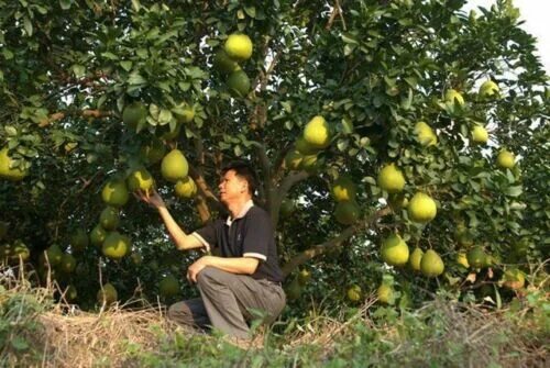 Помело дерево фото Pomelo Dwarf Tree Grapefruit Delicious Fruits Home Gardening Planting 10 Seeds e