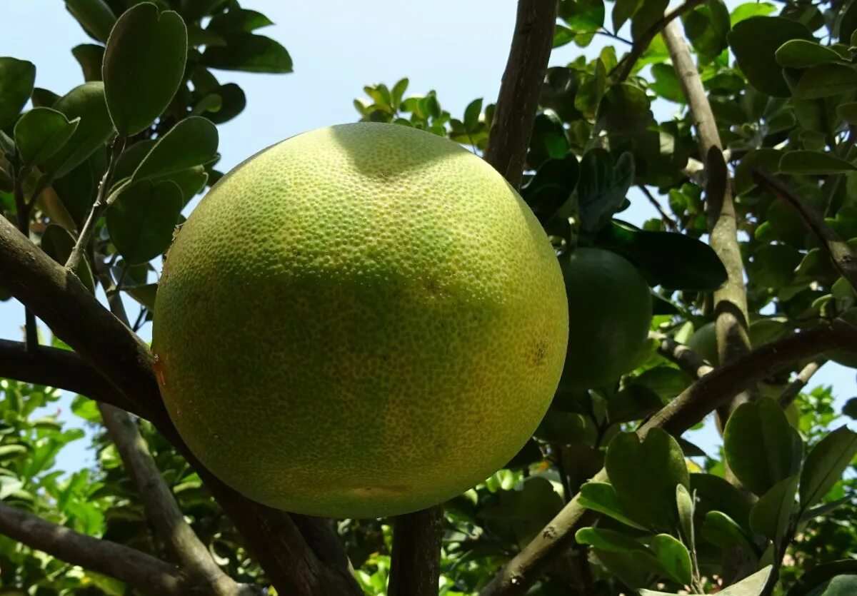 Помело дерево фото Free Images : tree, fruit, ripe, food, green, produce, yellow, dharwad, flora, g