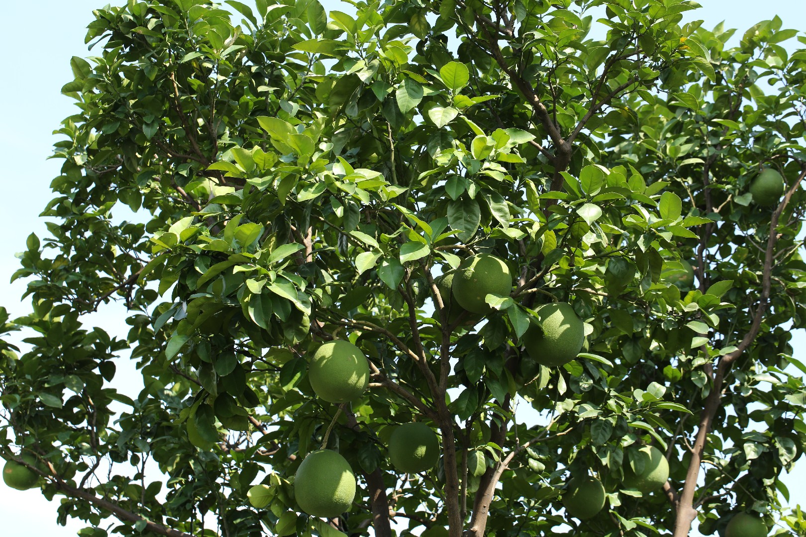 Grapefruit Tree Зображення - огляд 14,739 Стокові фото, векторні зображення й ві