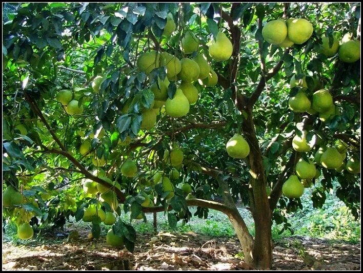 Помело дерево фото Pick a pomelo from a tree. I grew up eating these. They are still my favorite fr