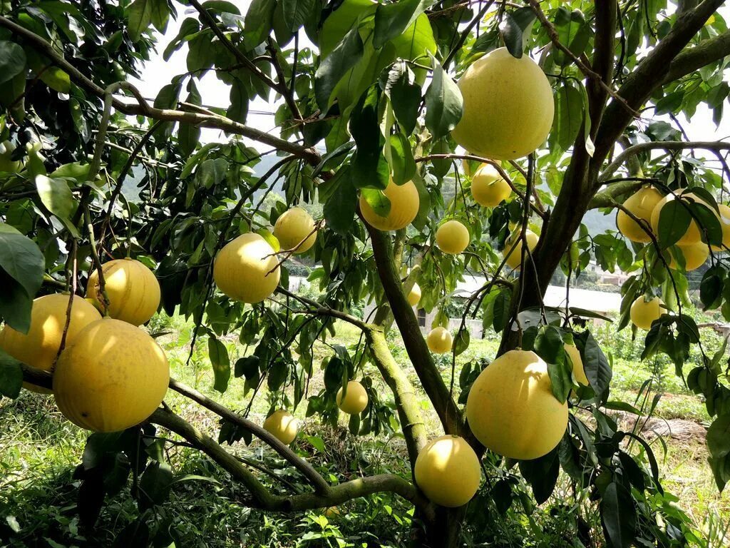 Помело дерево фото 10 органические сладкий гигант желтый тайский помело семена, pummelo, Citrus max