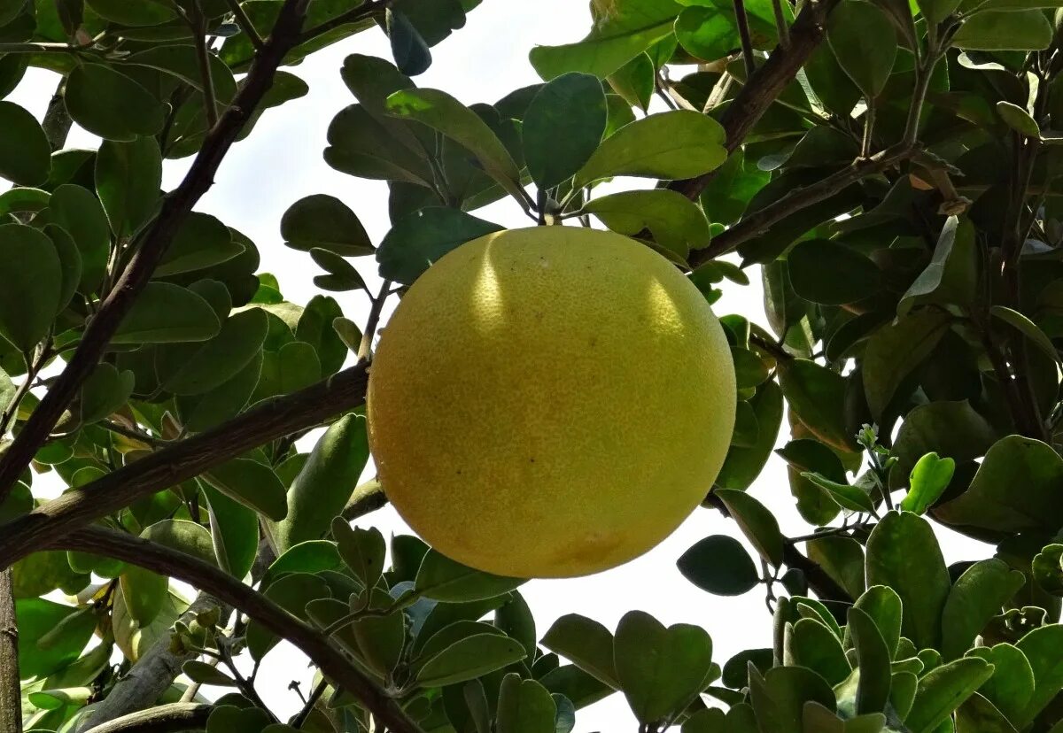 Помело дерево фото Free Images : tree, branch, fruit, ripe, food, green, produce, yellow, dharwad, 