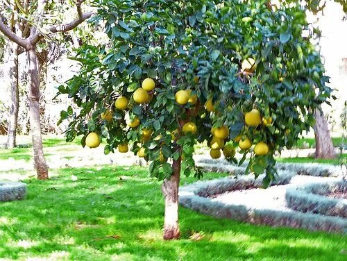 Помело дерево фото Lovely pomelo tree Succulent garden landscape, Shade garden design, Garden plant