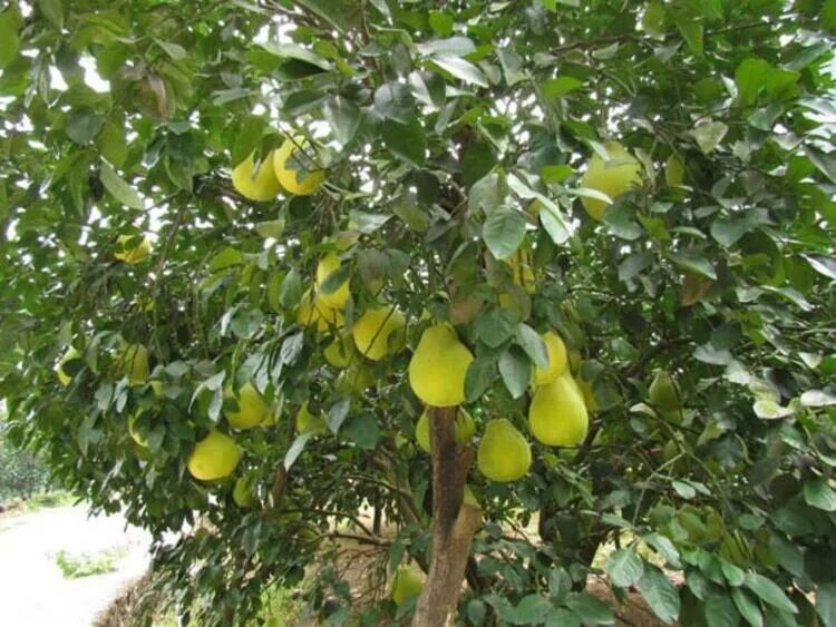 Помело дерево фото Pomelo, Türkiye'de sadece Antalya'da yetişiyor - Son Haberler - Milliyet - Ekono