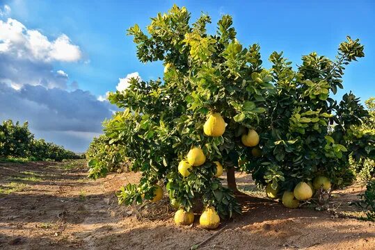 Помело дерево фото Grapefruit Tree Зображення - огляд 14,739 Стокові фото, векторні зображення й ві