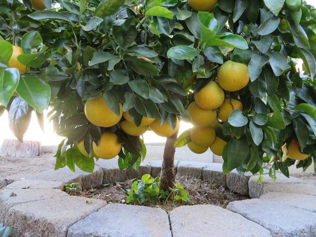 Помело дерево фото Young Ruby Red grapefruit tree Grapefruit tree, Berry garden, Grape tree