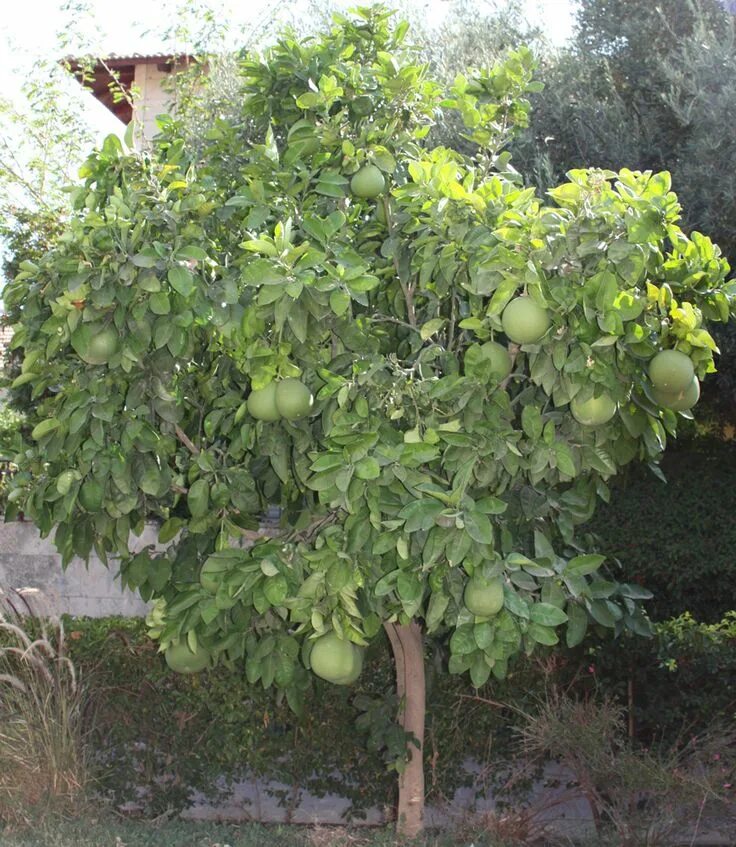 Помело дерево фото Pomelo Growing lemon trees, Fruit plants, Front yard plants