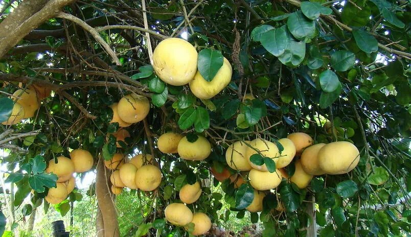 Помело дерево фото Pomelo (Citrus maxima) AZbitki