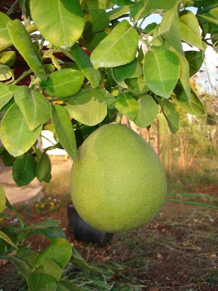 Помело дерево фото how to set up vegetable garden bed Fruit trees, Beautiful fruits, Tropical fruit