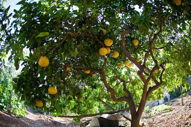 Помело дерево фото Grapefruit Trees: An Anatomical Tour of Citrus x paradisi