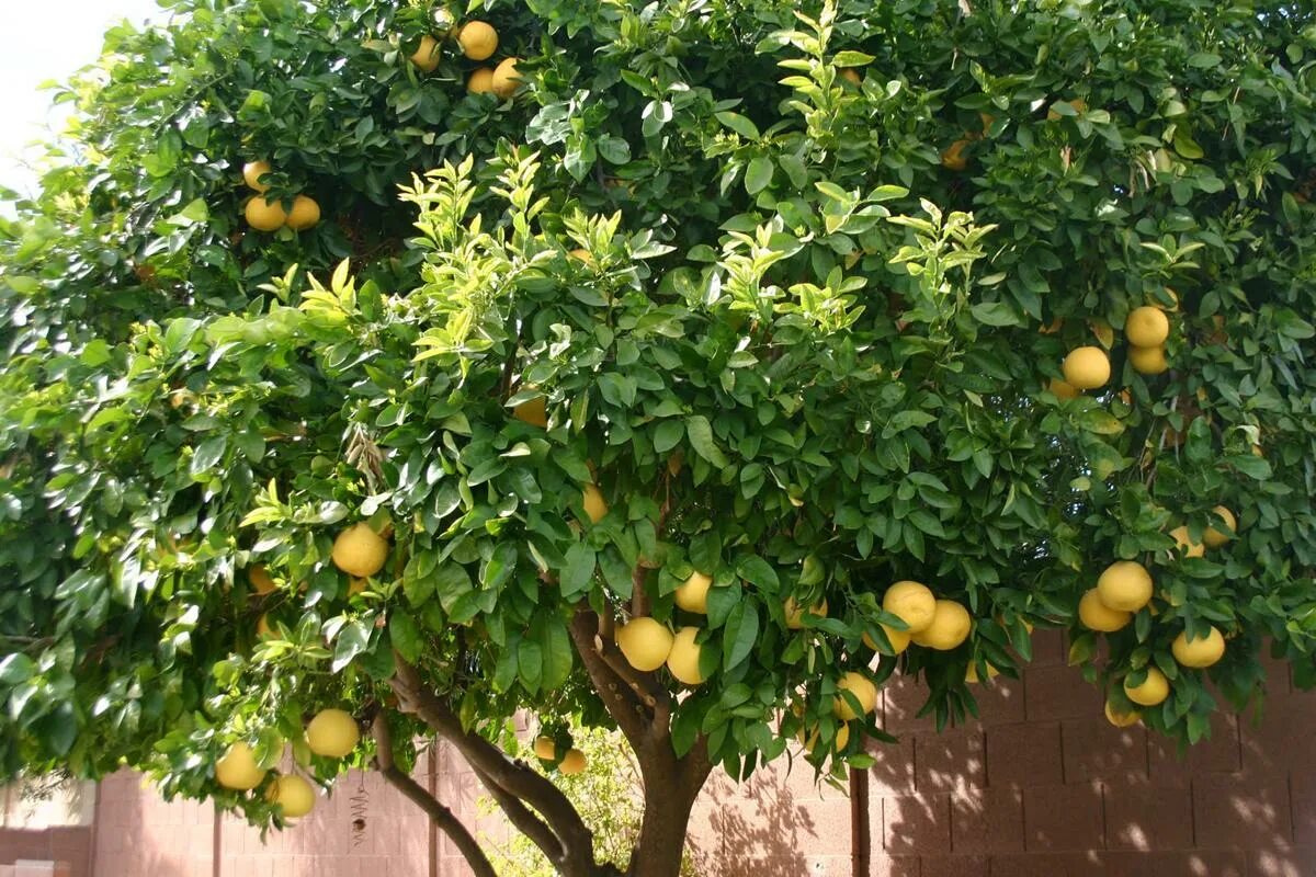 Pomelo or Shedddok, Pompelmus Pomelo - one of the largest and juicy fruits on th