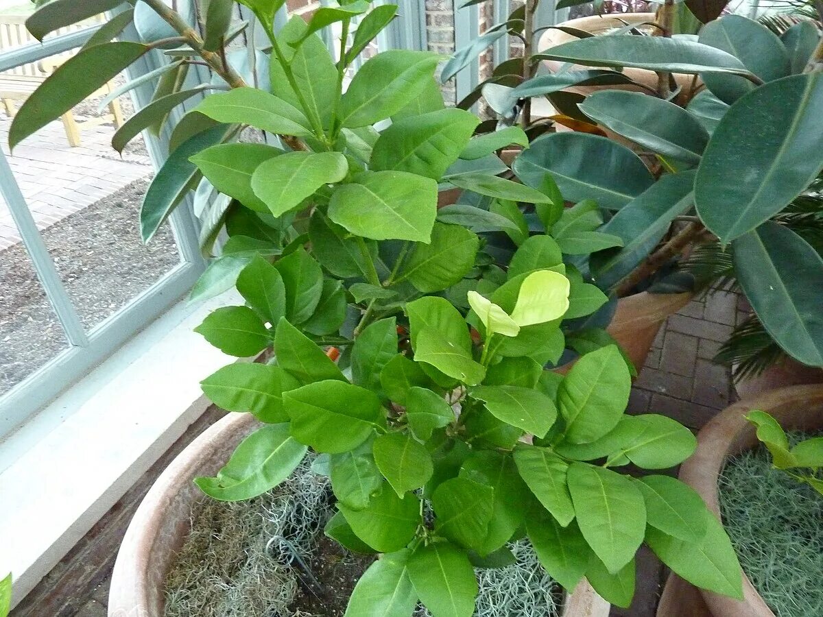 Помело в домашних условиях фото Файл:Citrus paradisi 'Oroblanco' - Grapefruit.jpg - Вікіпедія