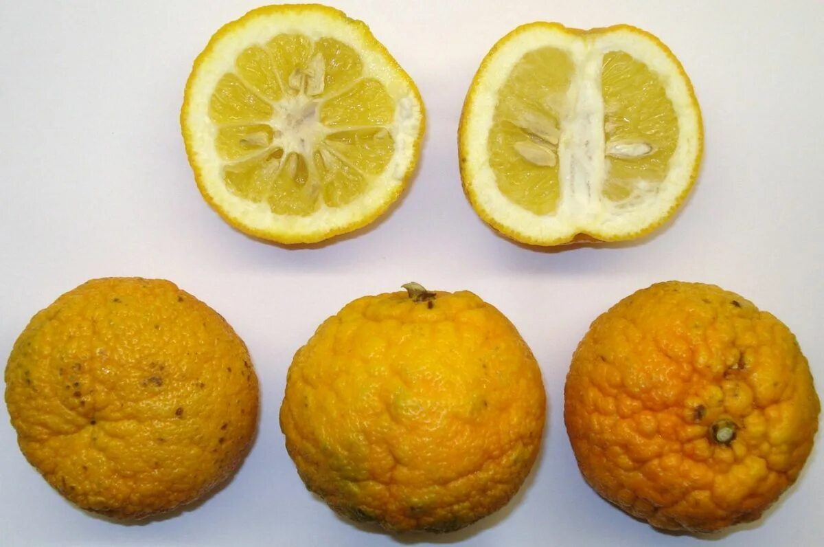 Childing Bitter Orange (Citrus aurantium foetifera) - Agrumi Lenzi