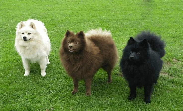 Померанский шпиц большой фото Japanese Spitz Spitz dogs, Cute dogs, Dog breeds