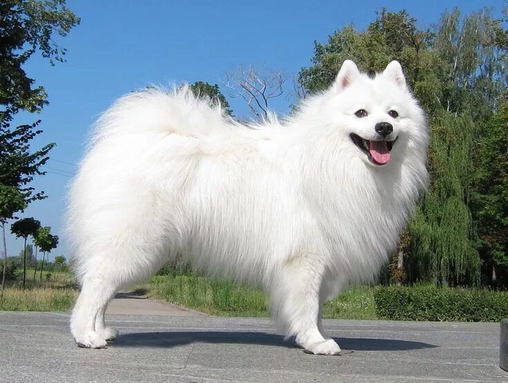 Померанский шпиц большой фото Японский шпиц / Japanese Spitz Японский шпиц, Померанский, Породы собак