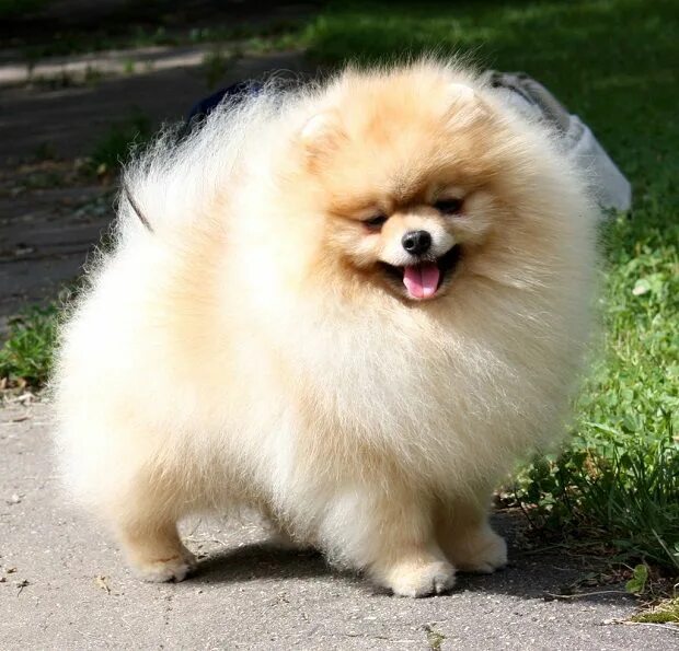 Померанский шпиц фото взрослой собаки A well brushed Pomeranian with a super light trim. Long haired Dogs need their p