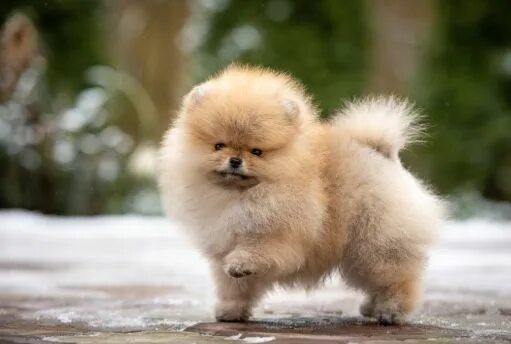 Померанский шпиц фото взрослой собаки pomeranian dog teacup price Cheap Sell - OFF 79