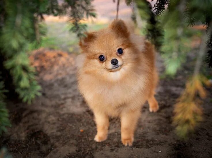 Померанский шпиц лисичка фото Pin by Tatyana Timchenko on Pomeranian Puppies, Animals, Pomeranian