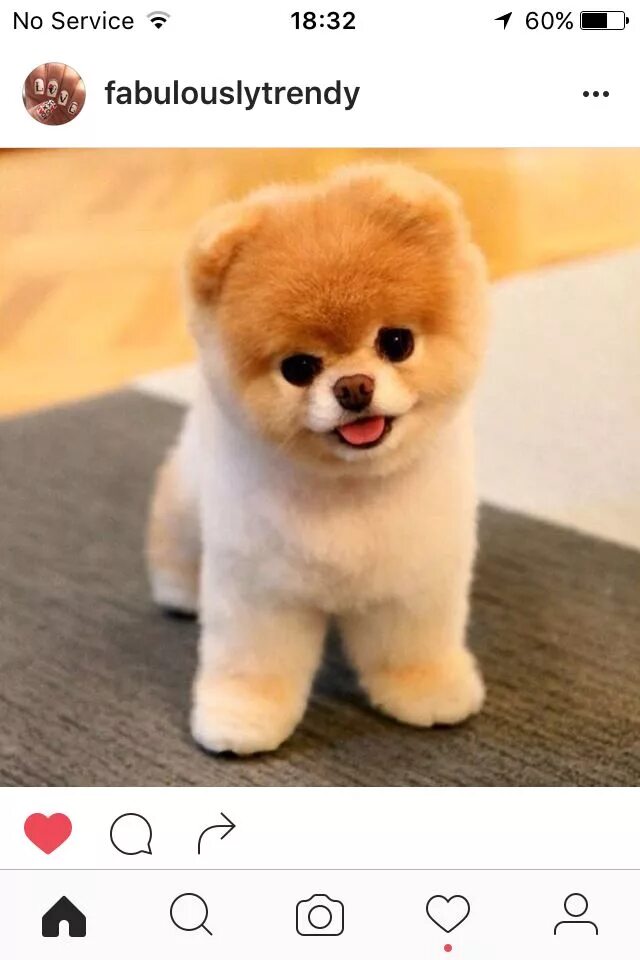 Померанский шпиц мишка фото Pin on Animals Cute teacup puppies, Cute dogs, Cute funny animals